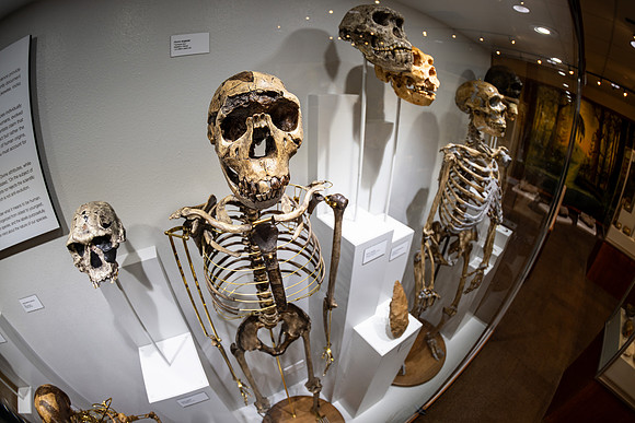 Human Evolution Exhibit - July 2026