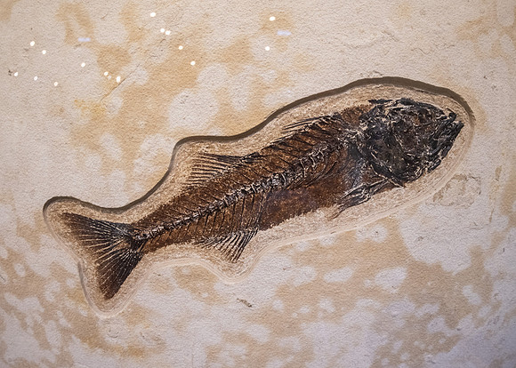 Fossil Fish - July 2026