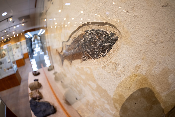 Fossil Fish - July 2026