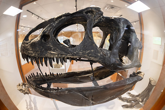 Tyrannosaurus Skull - July 2026