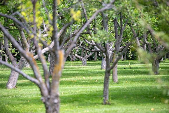Apple Orchard - Aug. 2026