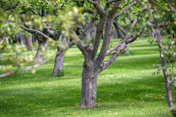 Apple Orchard - Aug. 2026