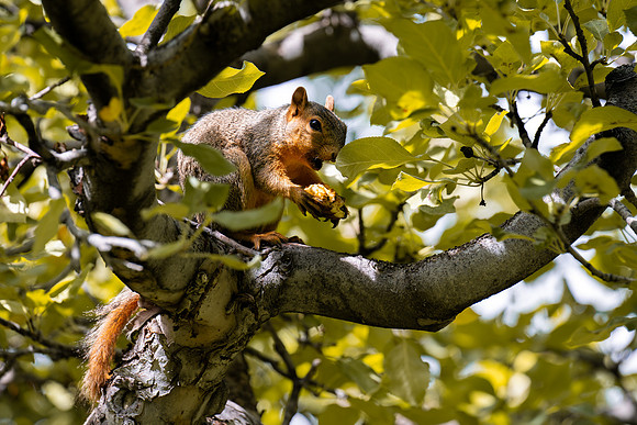 Apple Orchard - Aug. 2026