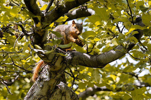 Apple Orchard - Aug. 2026