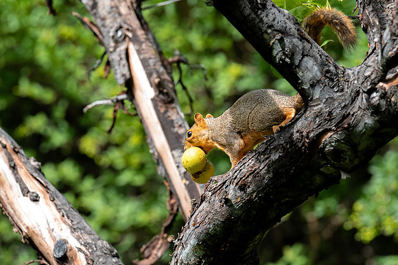 Apple Orchard - Aug. 2026