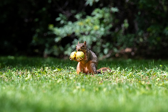 Apple Orchard - Aug. 2026