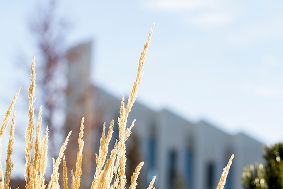 Winter plants shine brightly in front of the Taylor Building.