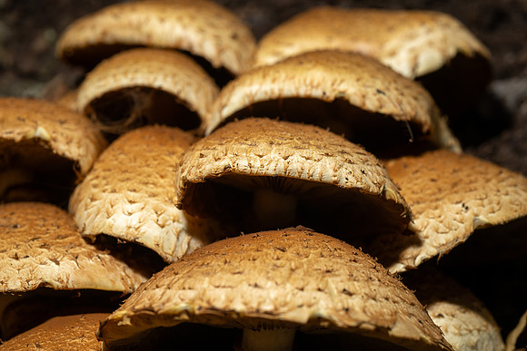 Mushroom Cluster - Aug. 2026