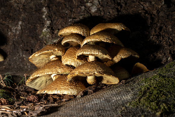 Mushroom Cluster - Aug. 2026