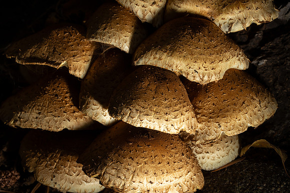 Mushroom Cluster - Aug. 2026