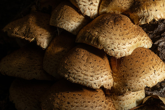 Mushroom Cluster - Aug. 2026