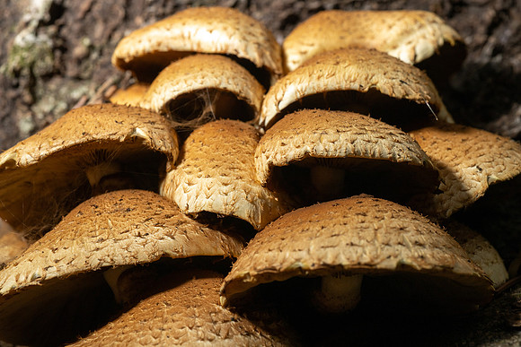 Mushroom Cluster - Aug. 2026
