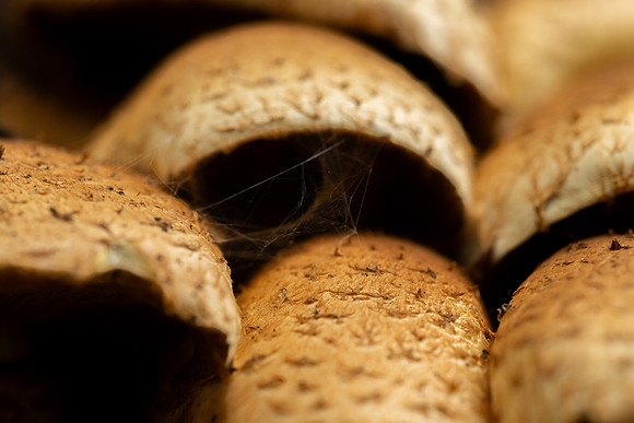 Mushroom Cluster - Aug. 2026