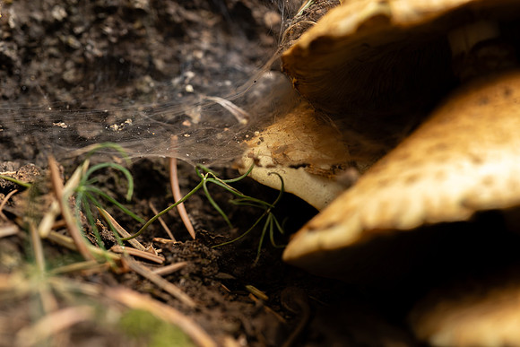 Mushroom Cluster - Aug. 2026