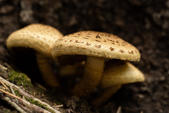 Mushroom Cluster - Aug. 2026