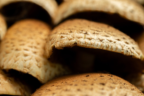 Mushroom Cluster - Aug. 2026