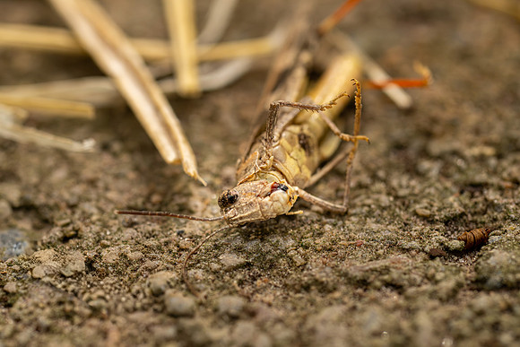 Campus Insects - Aug. 2026