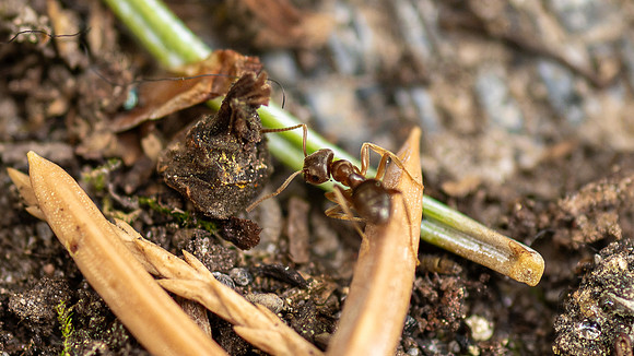 Campus Insects - Aug. 2026