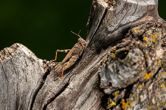 Campus Insects - Aug. 2026