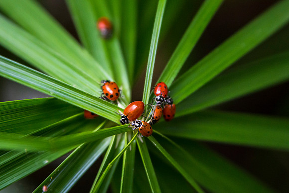 The Jungle Benson Greenhouse houses lots of Ladybugs.