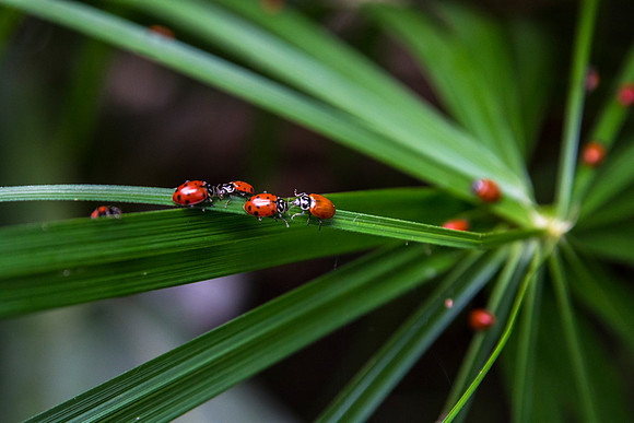 The Jungle Benson Greenhouse houses lots of Ladybugs.