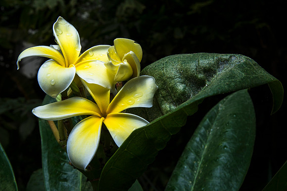 In the Benson Jungle Greenhouse there are Yellow and White Plumeria flowers.