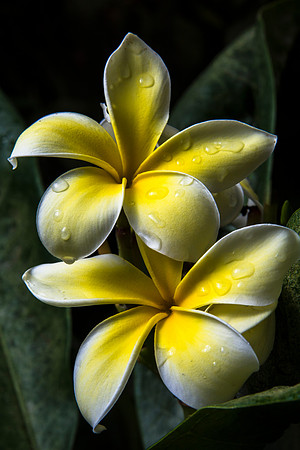 In the Benson Jungle Greenhouse there are Yellow and White Plumeria flowers.