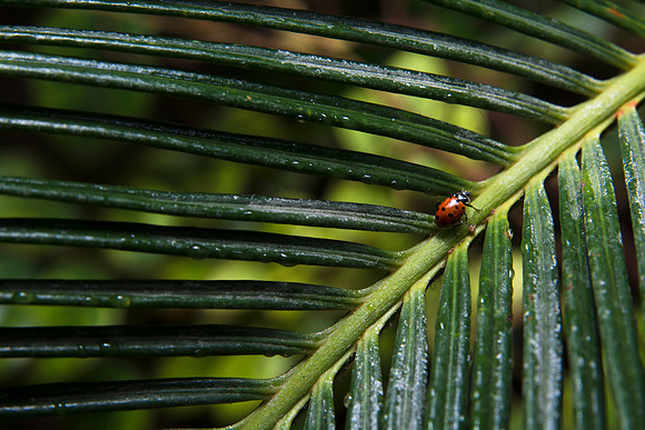 The Jungle Benson Greenhouse houses lots of Ladybugs.