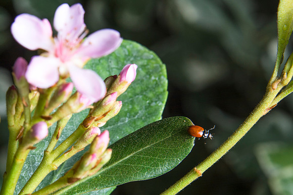The Jungle Benson Greenhouse houses lots of Ladybugs.