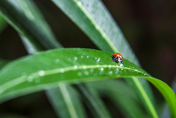The Jungle Benson Greenhouse houses lots of Ladybugs.
