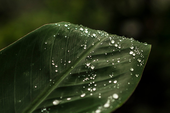 Shot of a leaf right after some sprinklers in the Benson Jungle Greenhouse.