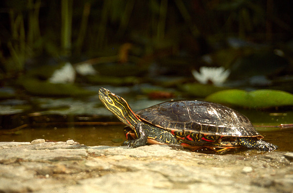 A turtle in the pond in the Gardens