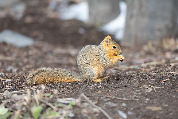 Campus Squirrel - March 2025