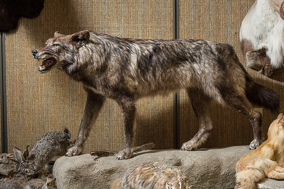 BYU-Idaho's Wildlife Museum in the Ezra Taft Benson Building.