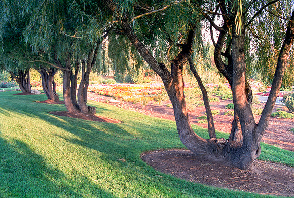 A section of the Gardens