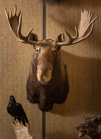 BYU-Idaho's Wildlife Museum in the Ezra Taft Benson Building.