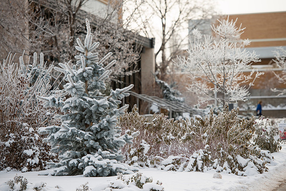 Frost on the campus grounds.