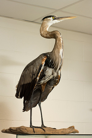 BYU-Idaho's Wildlife Museum in the Ezra Taft Benson Building.