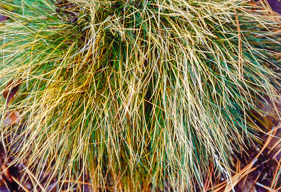 The Campus Gardens' textures 2003