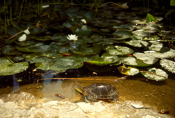 A turtle in the pond in the Gardens