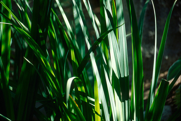 Plants from the Gardens