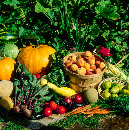 Fresh produce grown in the Horticulture Garden