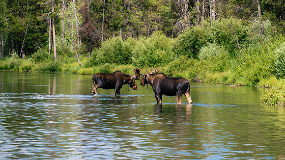 Island Park Moose - July 2026