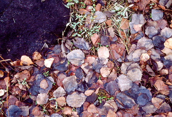 The Campus Gardens' textures 2003