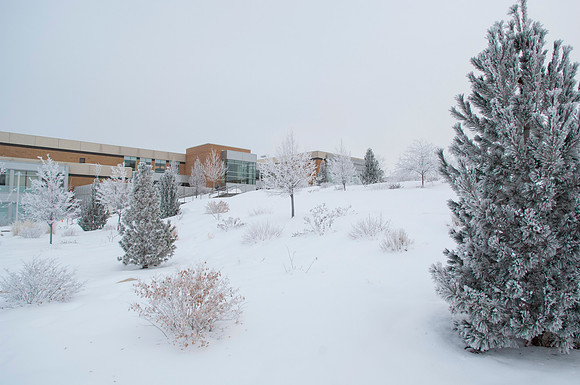 Winter frosts settles on the trees in front of the Manwaring Center.