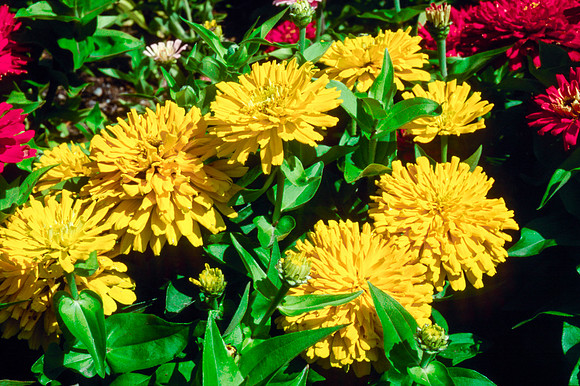 Flowers in the Gardens