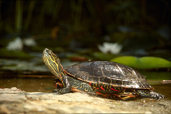 A turtle in the pond in the Gardens