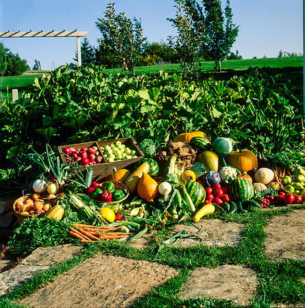 Fresh produce grown in the Horticulture Garden