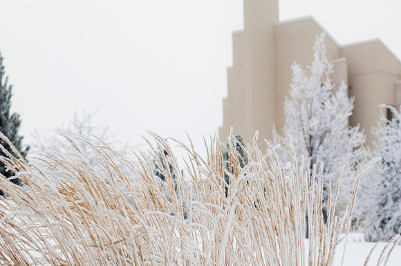 Winter frosts settles in front of the Taylor Building.