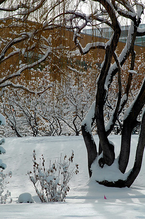 Winter beauty in the Thomas E Ricks Gardens.